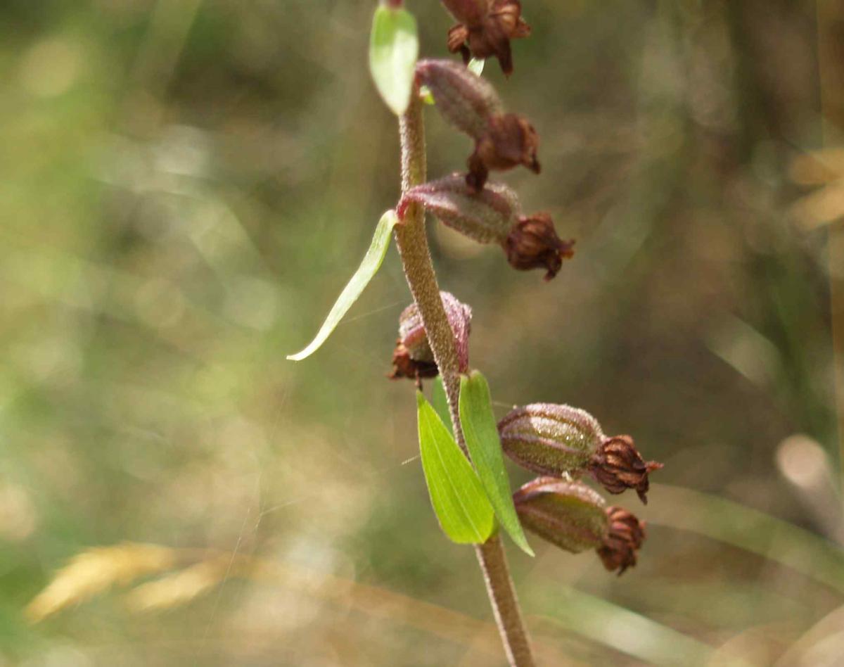 Helleborine, Dark Red fruit